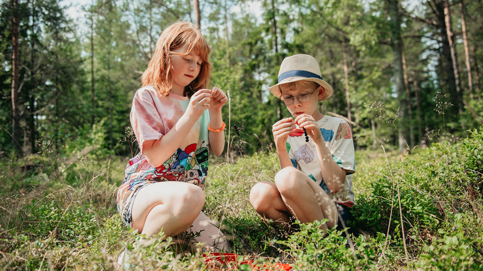 Två barn sitter i en solig skogsglänta och trär blåbär på strån.