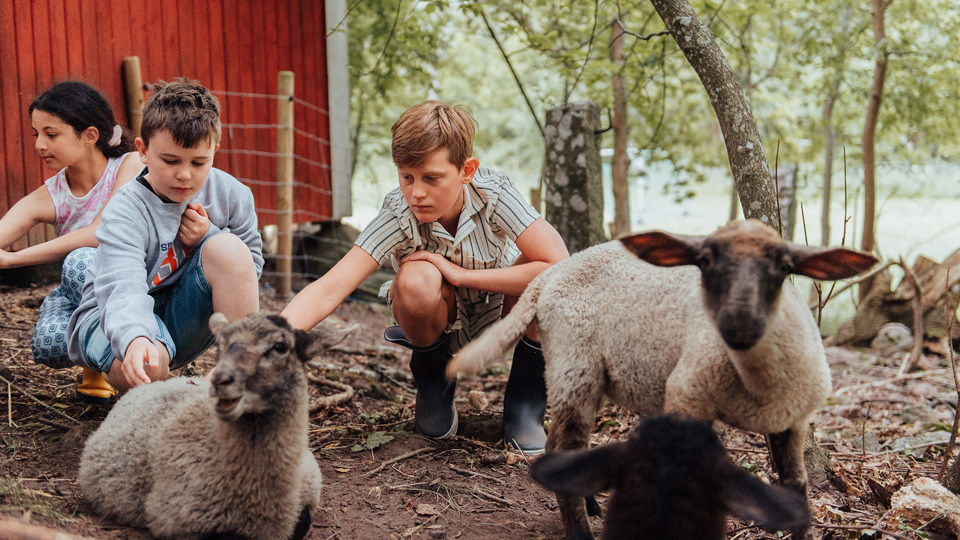 Tre barn sitter i en djurhage och klappar får.