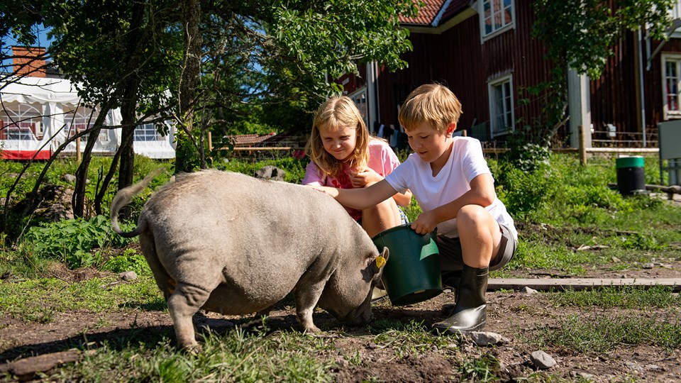 Två barn matar och klappar en gris i en hage.